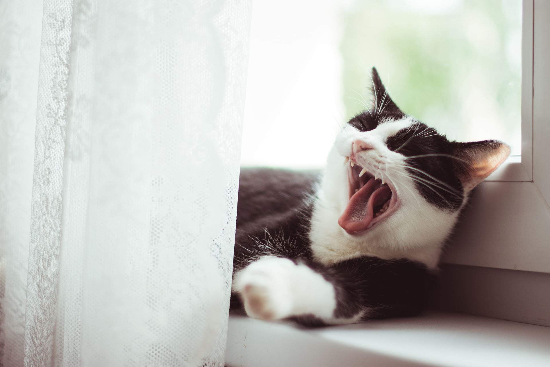 Animal bites
